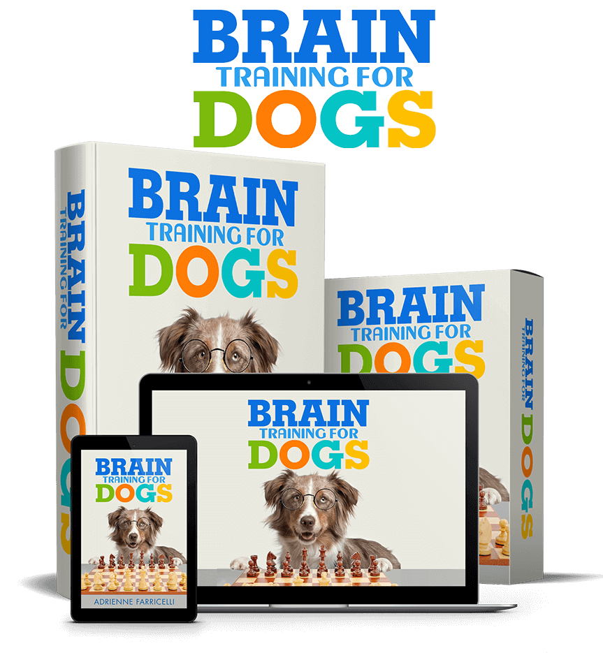 Brain Training for Dogs Easy Ways to Mentally Stimulate Your Dog