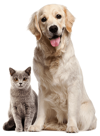 Pets Lover Must Know Their Pet's Nutrition Tips