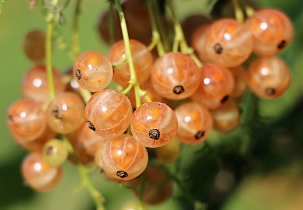 Berries seeds have traditionally been used for diabetes