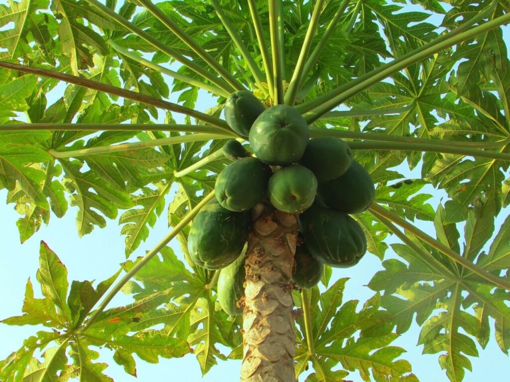 Papaya works to increase insulin in the blood, and these people should do regular intake