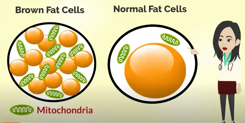 Brown adipose fat can help you lose weight!