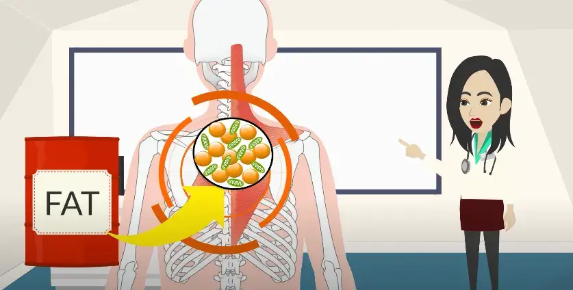 Brown adipose fat cells are especially abundant between the shoulder blades in our body.